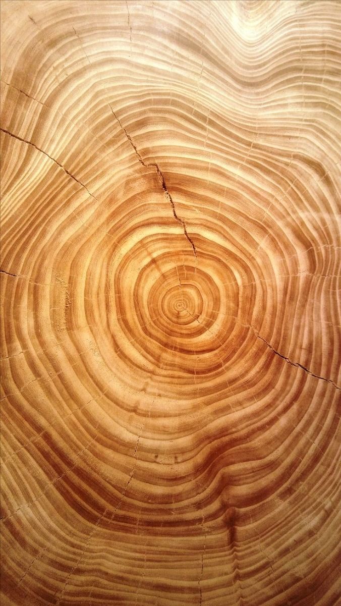 Returning to the Roots: Reconnecting with the Earth Through Presence & Ritual